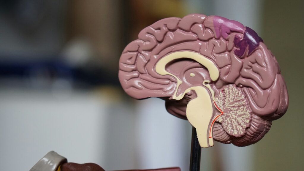 La Corteza Prefrontal: Funciones, Estructura y Consecuencias de Lesiones
