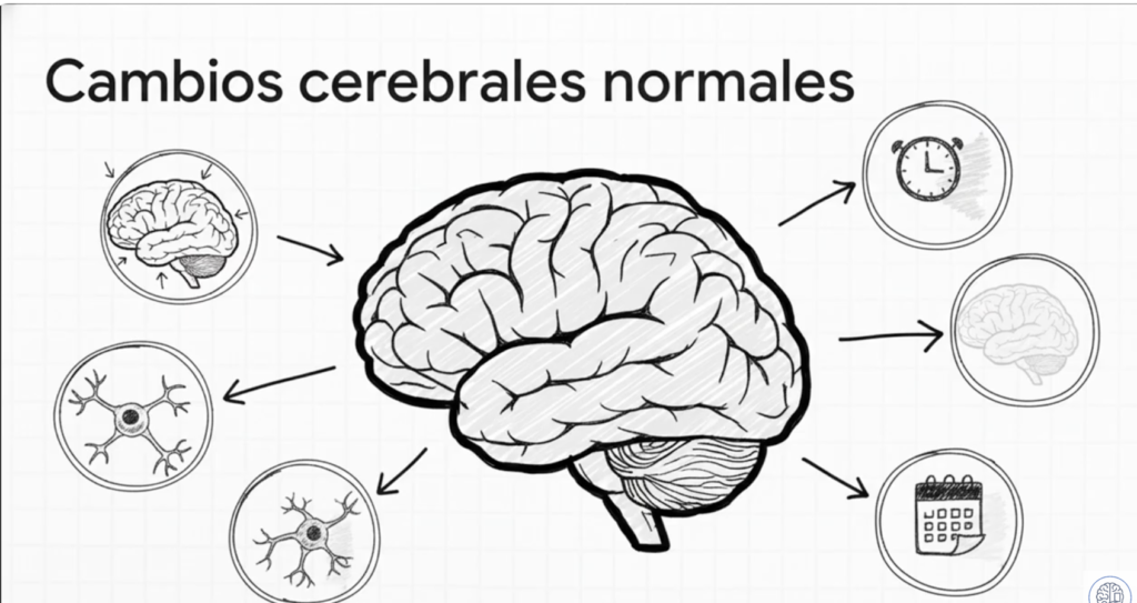 Más allá del olvido: 5 verdades sorprendentes sobre tu cerebro y el envejecimiento